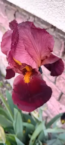 Iris