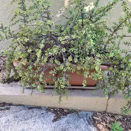 plante