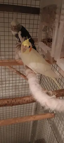 oiseau