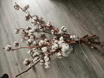 branche de fleurs de coton