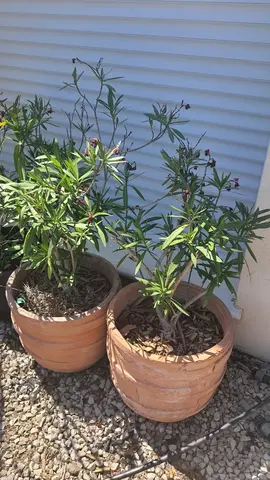 Lot de 2 lauriers en pot