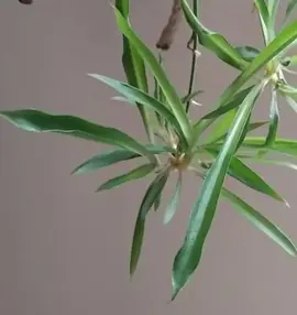 bouture de plante araignée