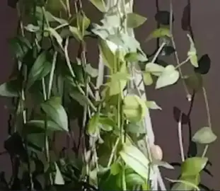 Boutures de plante tombante misère Tradescantia