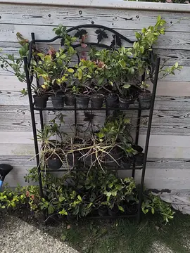 diverses boutures d arbuste plantes
