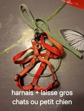 harnais + laisse
