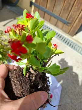 1 KALANCHOE rouge et 1 PLECTRANTHUS