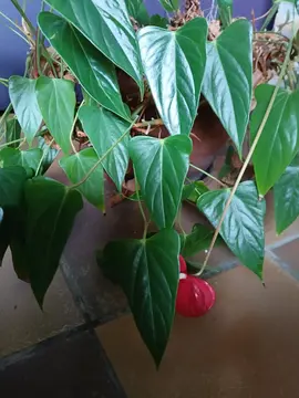 Plante Anthurium à jolies fleurs rouges