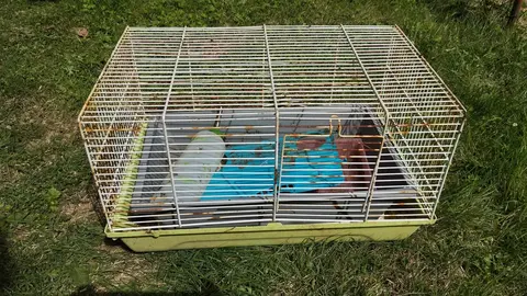 cage rongeurs avec pipette