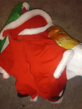 costume pour chien petite taille