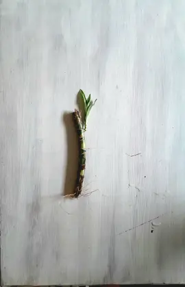 bouture dracaena