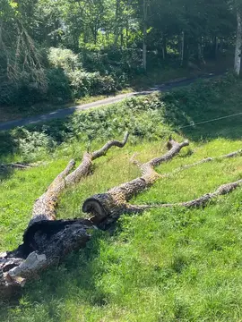 donne bois de chauffage