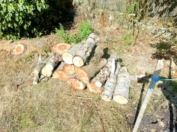 bois sapin
