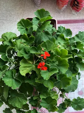 Géranium en jardinière
