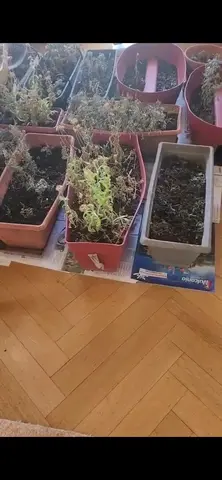 20 pots de plantes à faire renaître