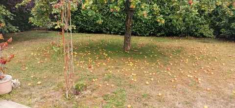 pommes pour chevaux , poneys