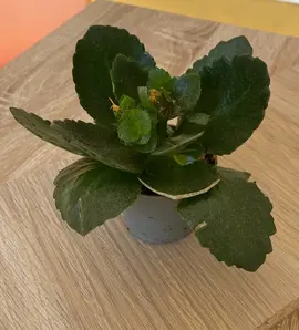 petite plante