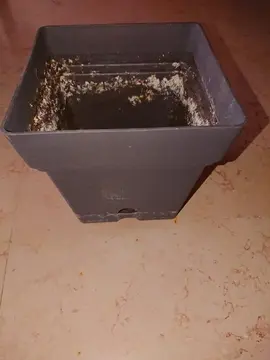 Pot à plantes