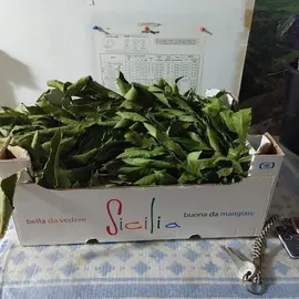 laurier pour sauce .il commence à sécher mais quand même bon pour recettes divers