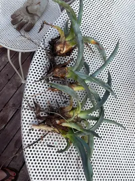 plante aloe vera