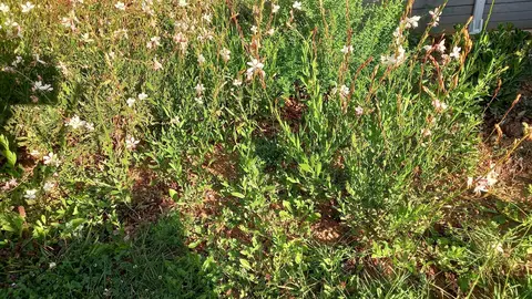 plants de gauras