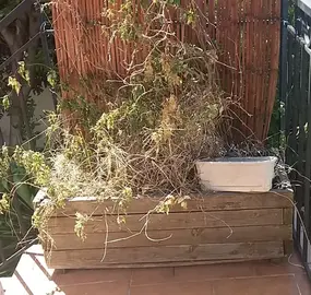 Jardinière en bois à vider sur place ou pas + pots de fleurs etc...