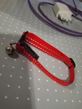 collier chat