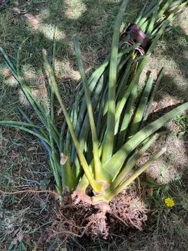 une plante sanseveria