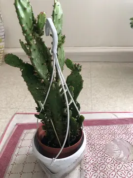 CACTUS EN POT -25 cm hauteur