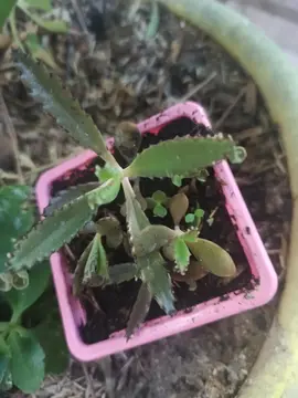 une pousse de kalanchoe