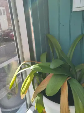 plante