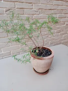 Romarin (plante entière)