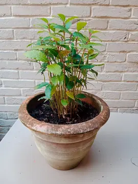Laurier bien parfumé (plante entière)