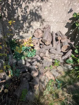 bois de laurier séché un an
