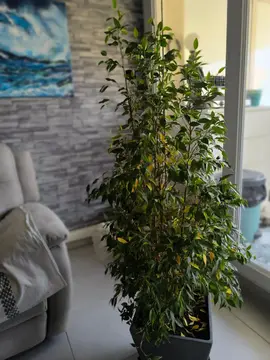 plante