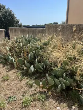 Cactus Opuntia avec épines