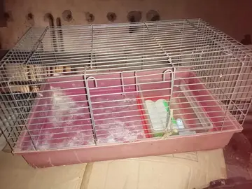Cage rongeur