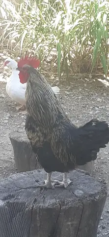 donne coq âge 1 an