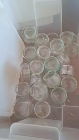 Petits pots en verre