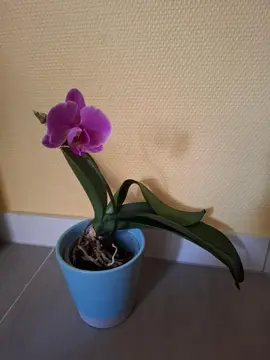 orchidé