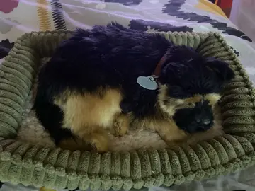 chien