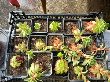 Sempervivum