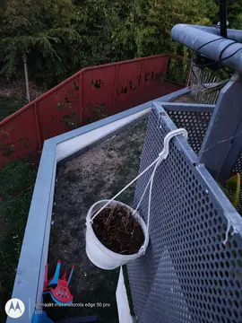 2 x cache-pot à suspendre