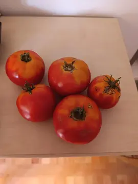 Tomates