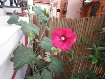 GRAINES DE ROSES TREMIERES ROUGES