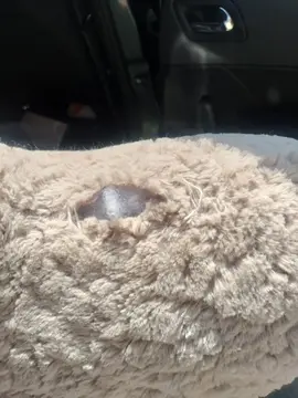peluche