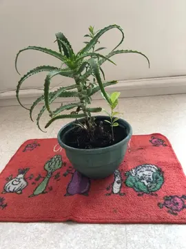 Aloe Vera et ses jeunes pousses