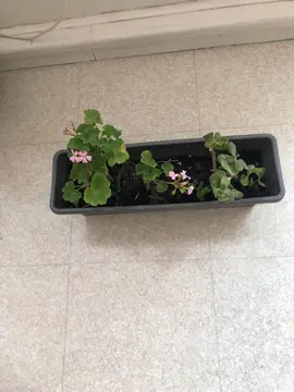 Jardinière avec des boutures de géranium rose juste rempotées.