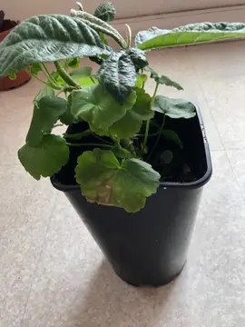 Petit néflier en pot