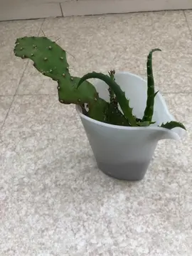 PETIT CACTUS et pousses d'Aloe vera à planter.