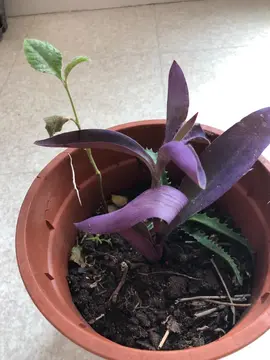 Pousse de plante d'extérieur couleur parme,